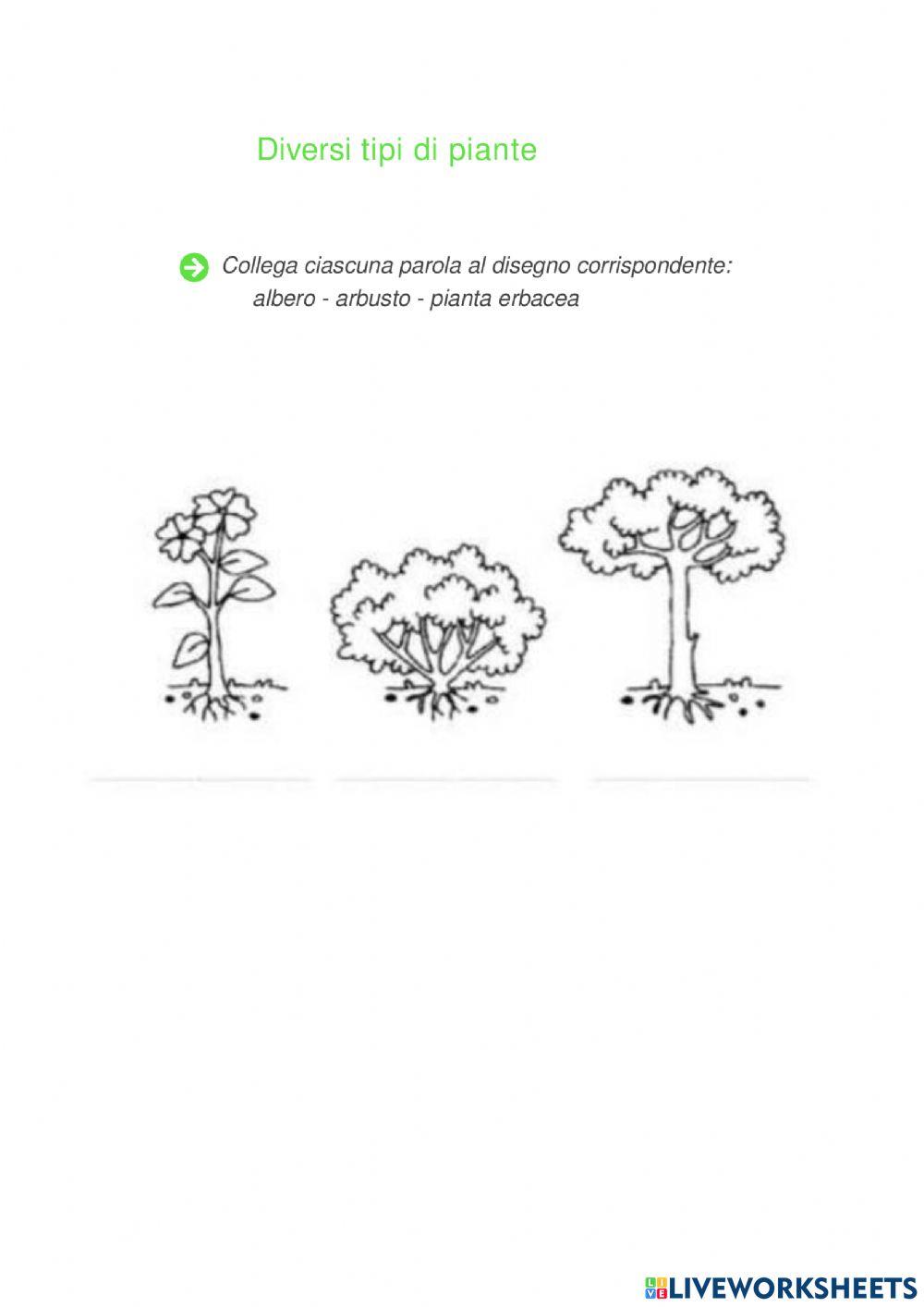 Diversi tipi di piante