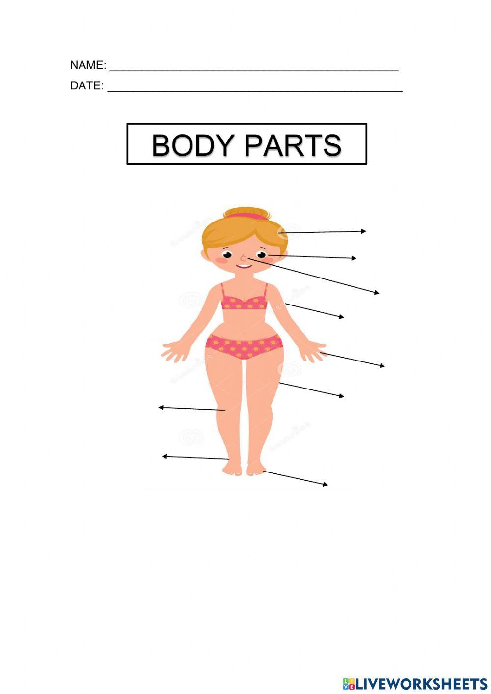 Body parts