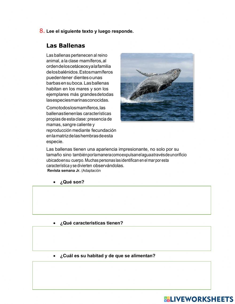 Evaluación lengua castelana semestre 1 worksheet | Live Worksheets