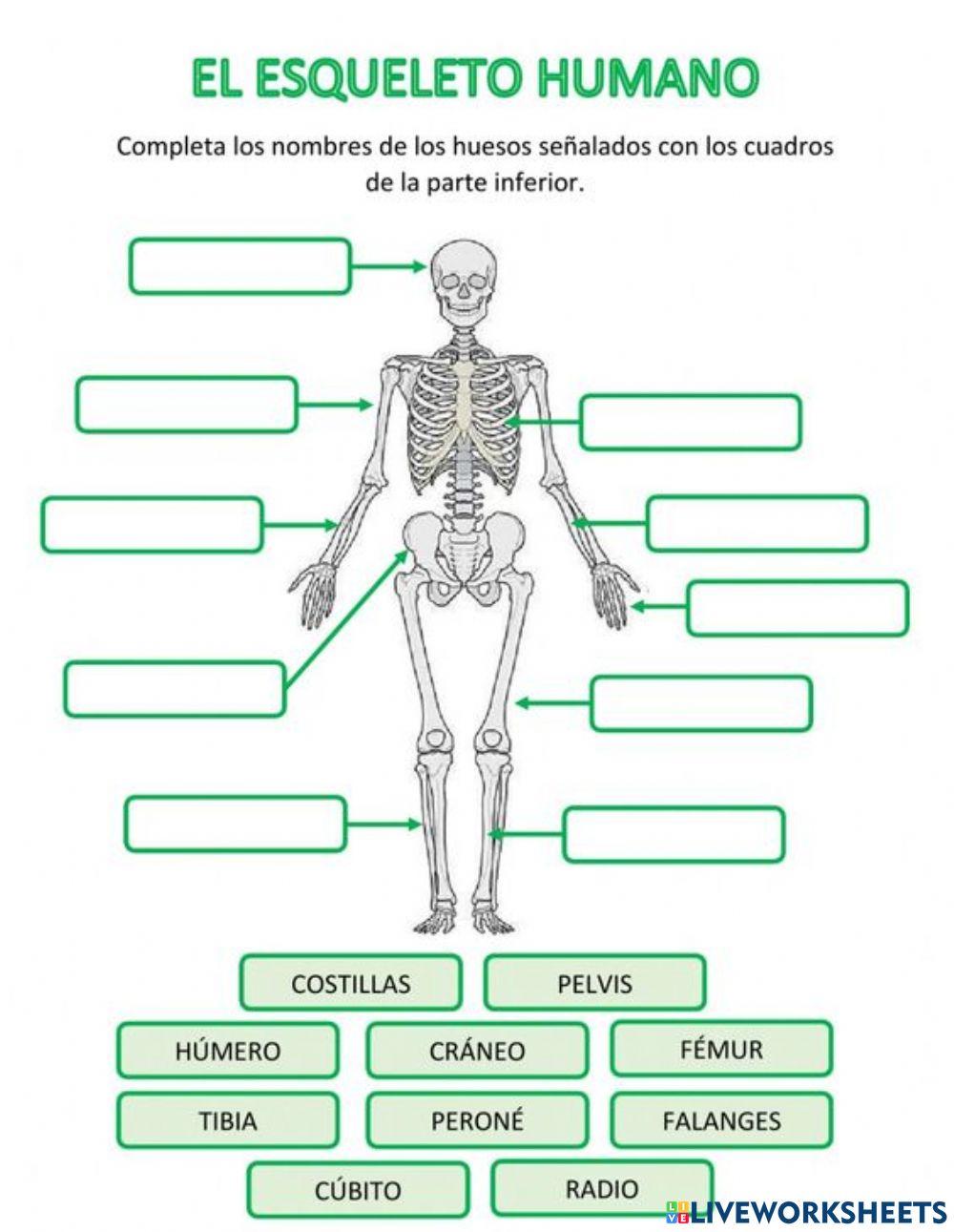 Huesos del cuerpo humano