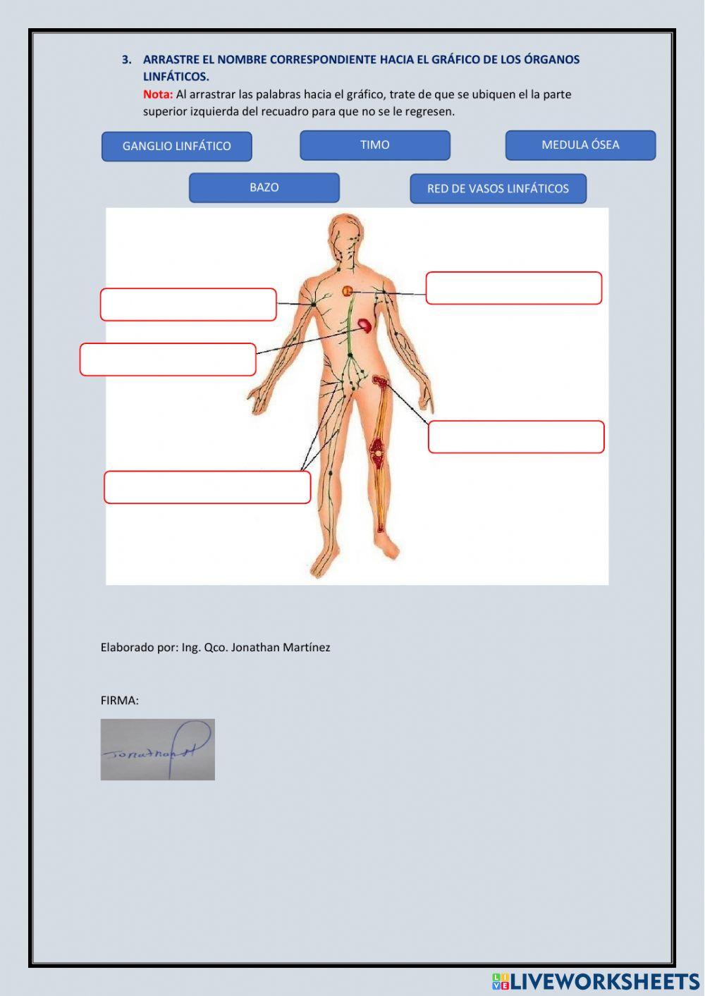 El sistema inmune en el ser humano