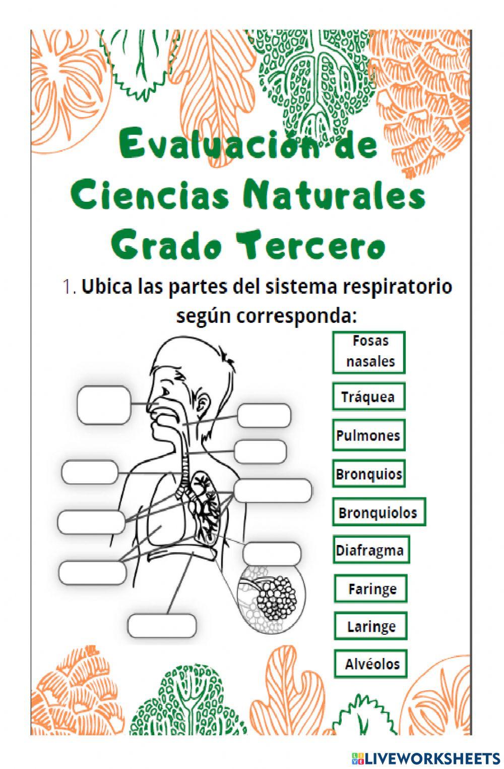 Evaluación de ciencias