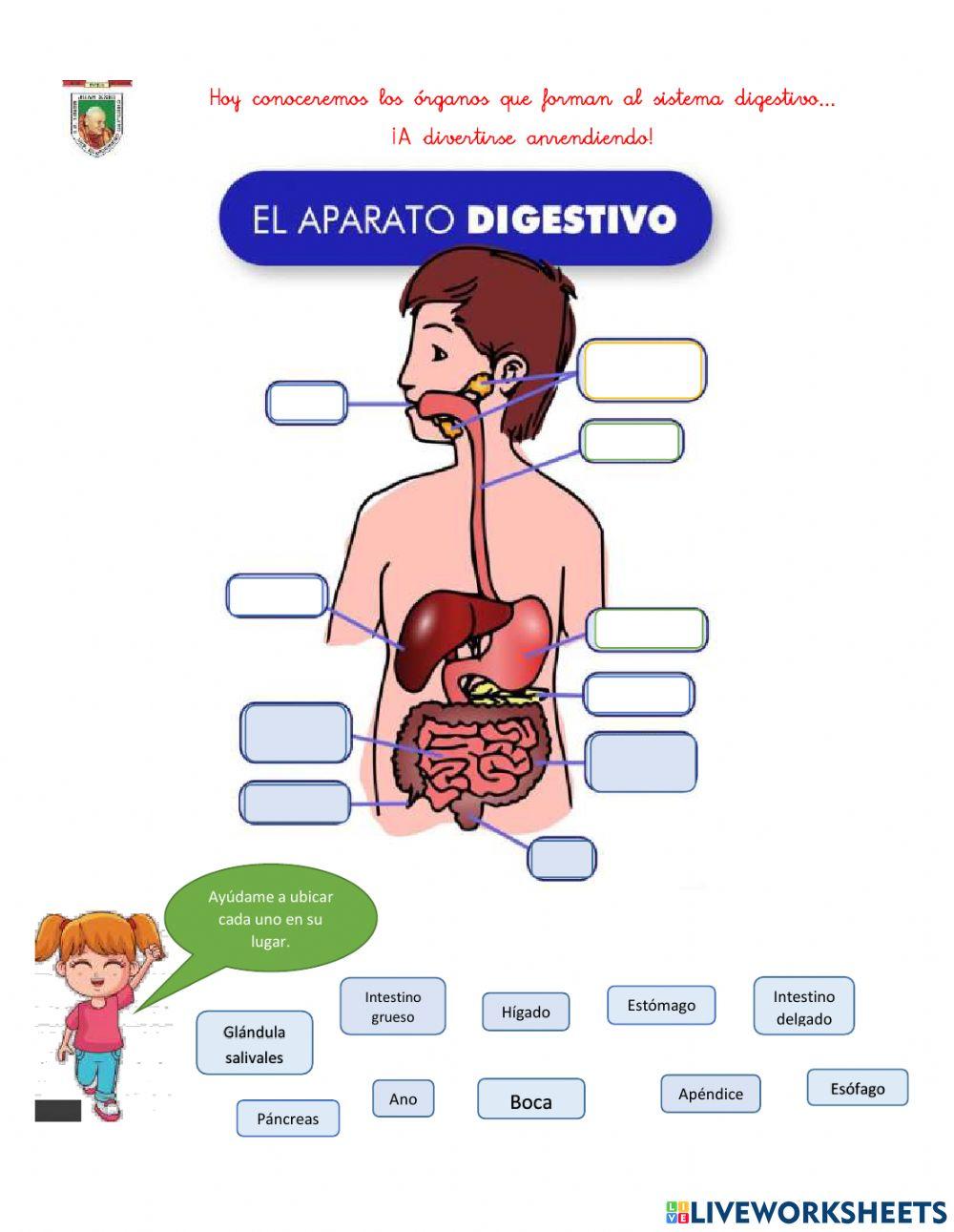 El sistema digestivo 3° grado.