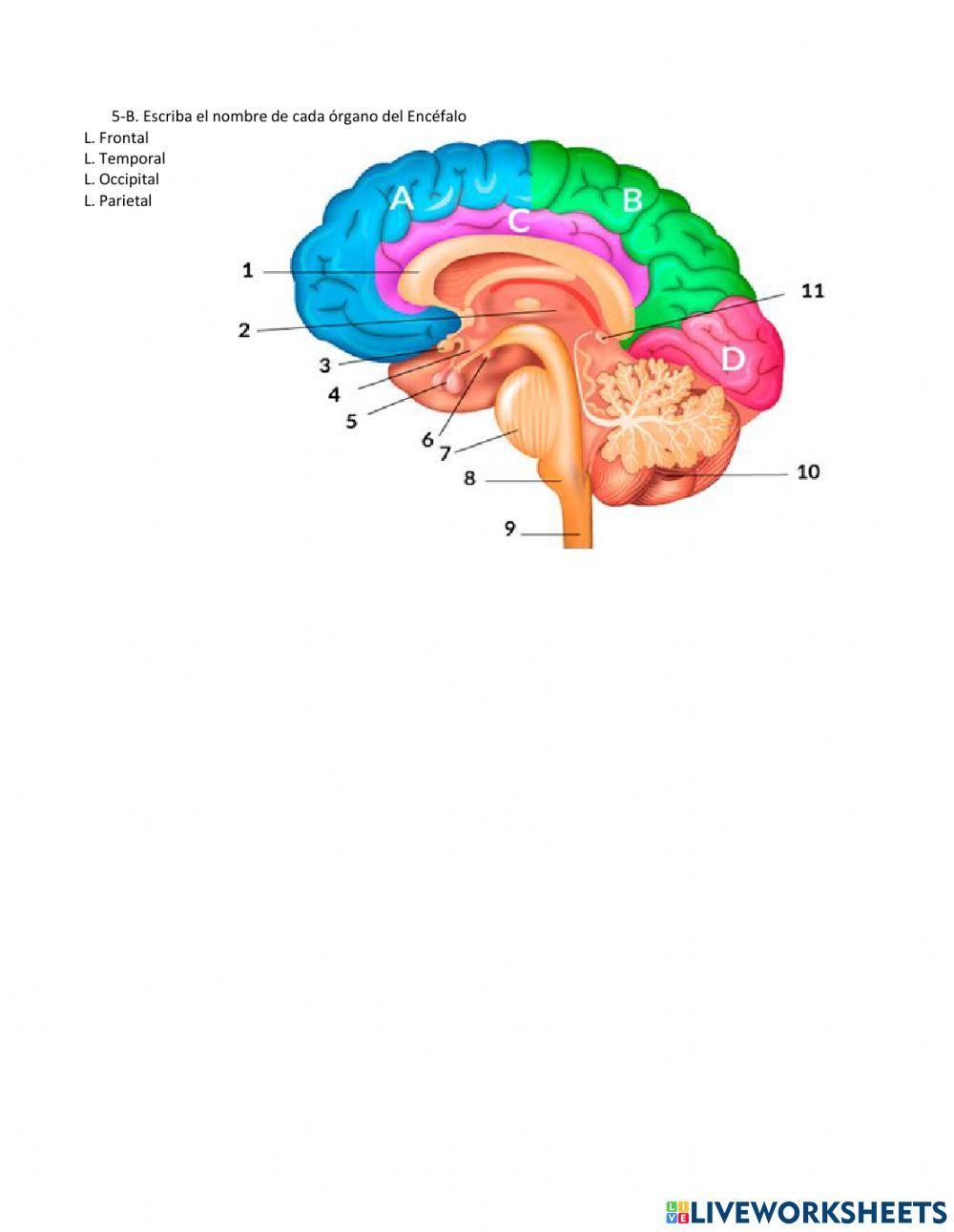 El cerebro Humano 2