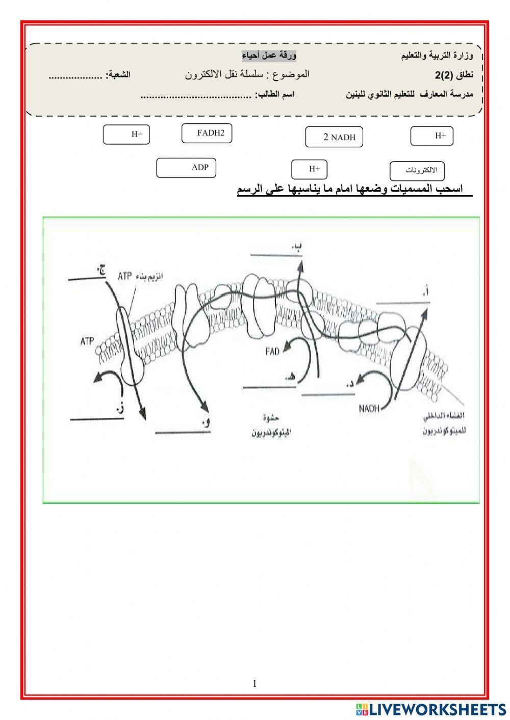 سلسلة نقل الالكترون