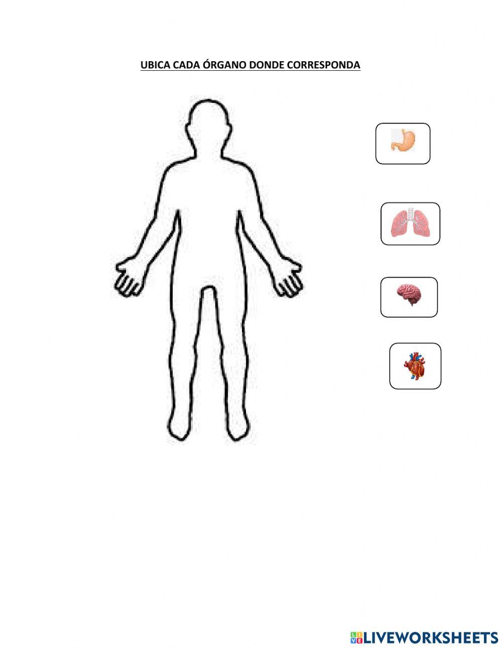Cuerpo humano: huesos y órganos
