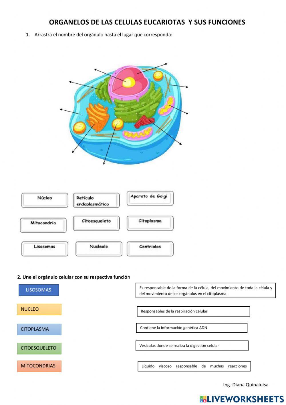 FUNCIONES DE LOS ORGANELOS DE LA CELULA EUCARIOTA