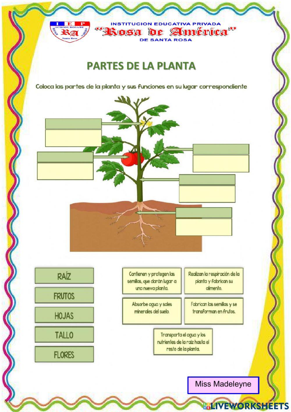 Partes de la planta