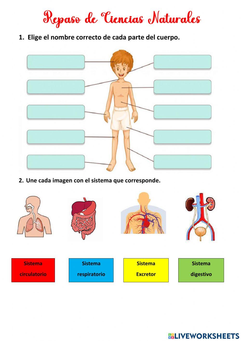 Repaso de naturales de segundo grado de primaria