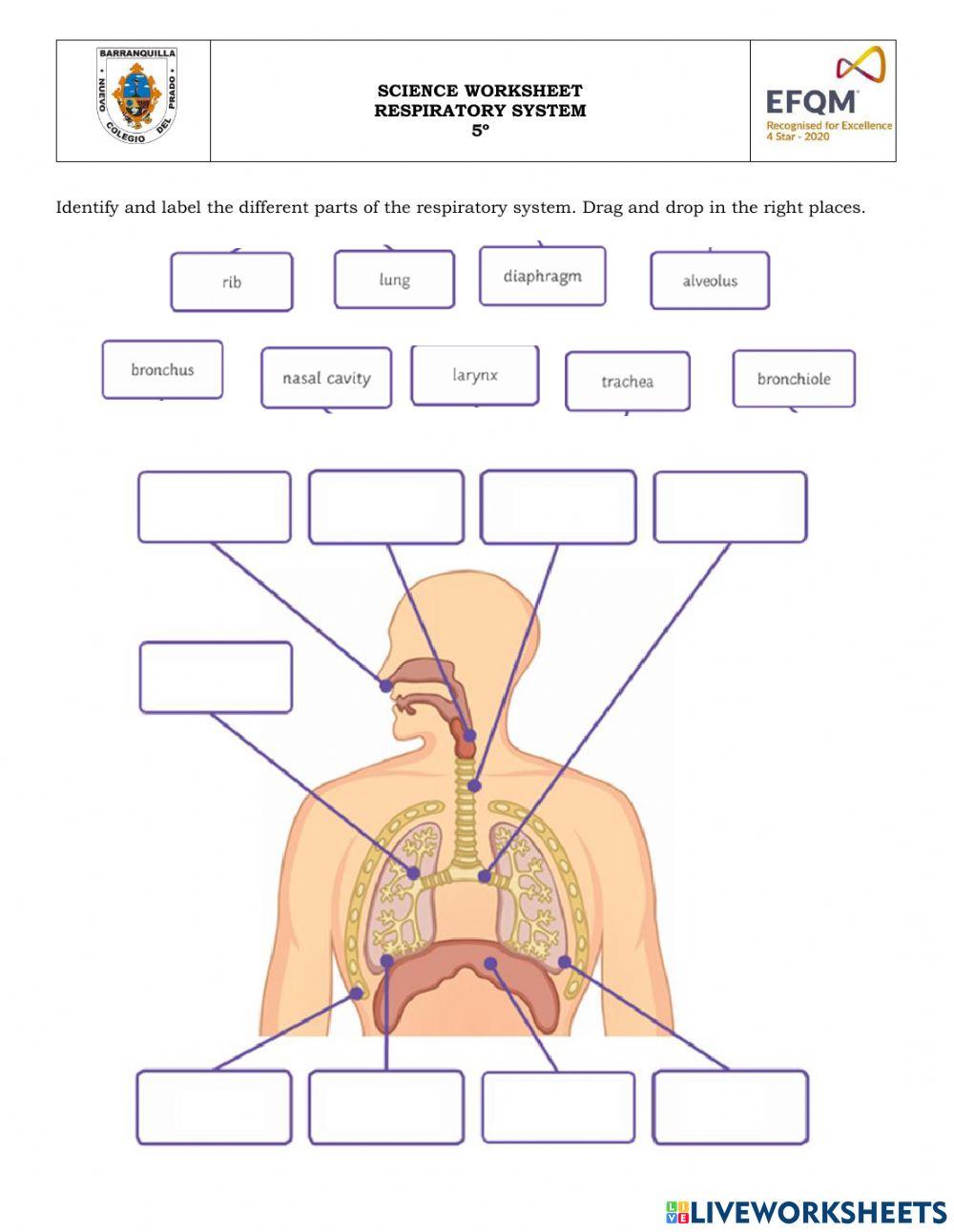 Label respiratory system