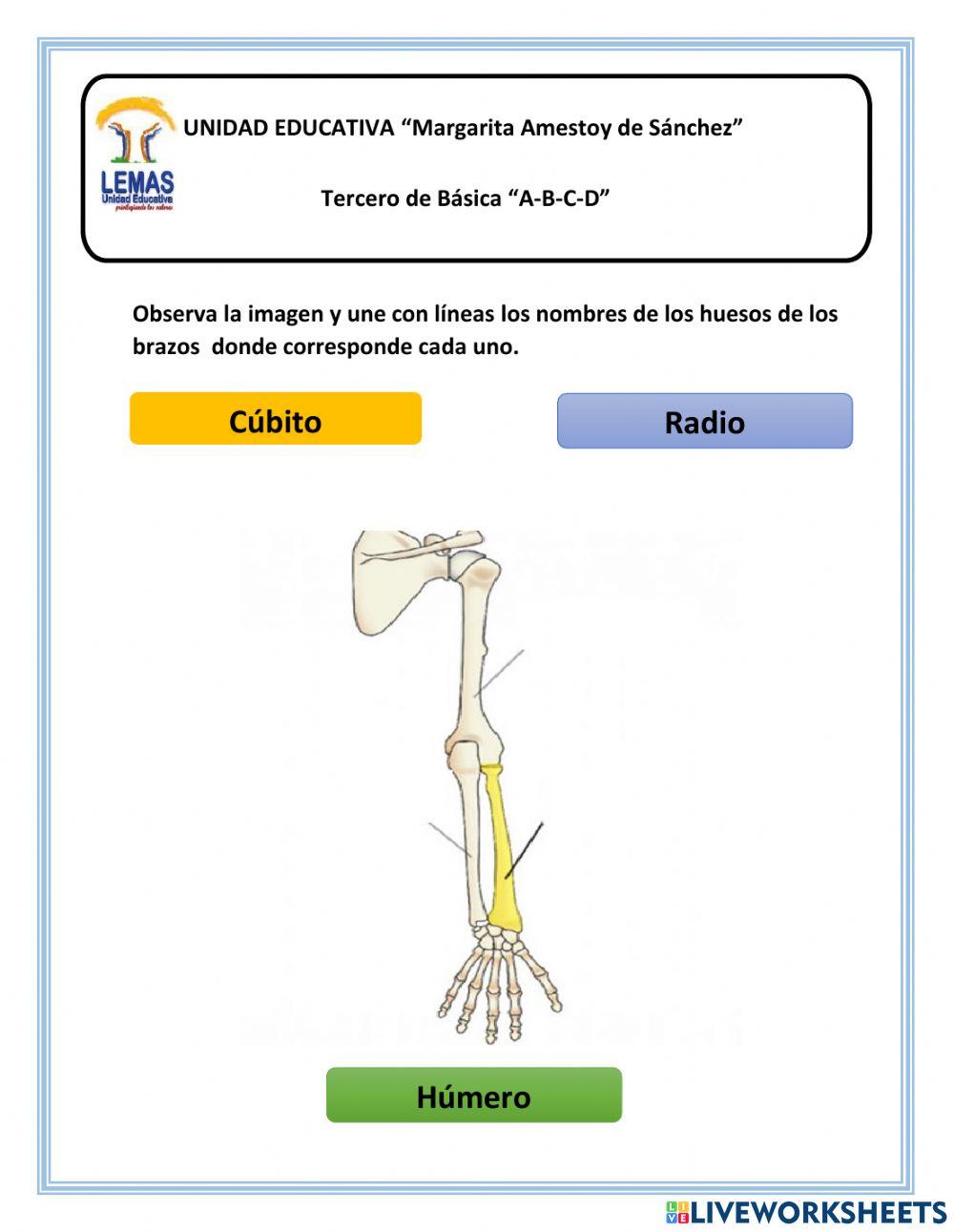 Huesos de los brazos.