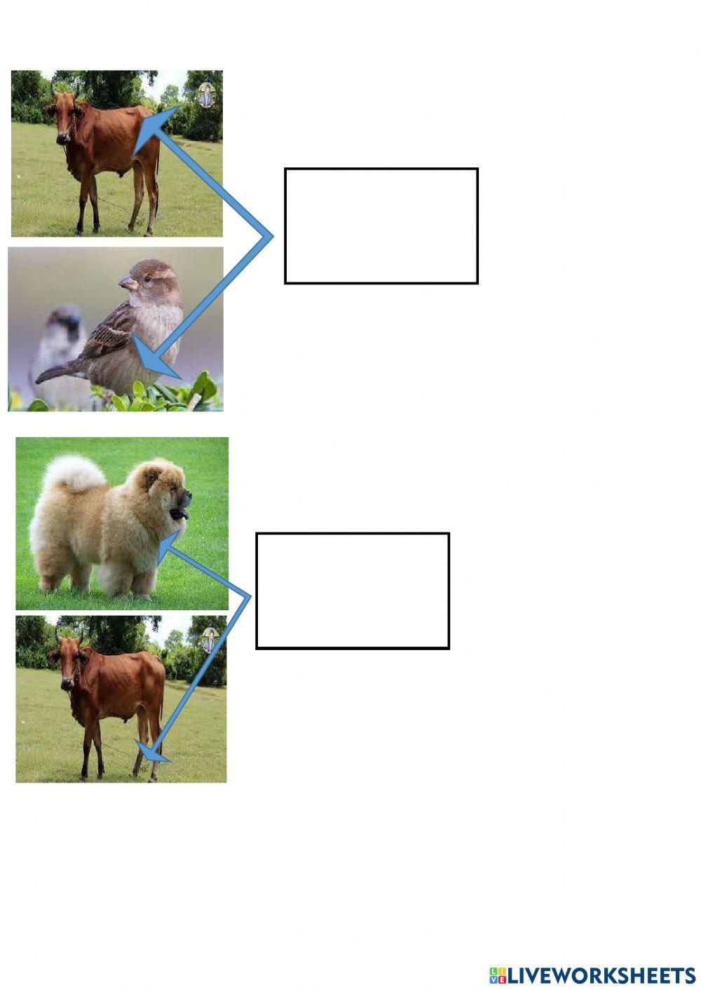 កិច្ចការផ្ទះ