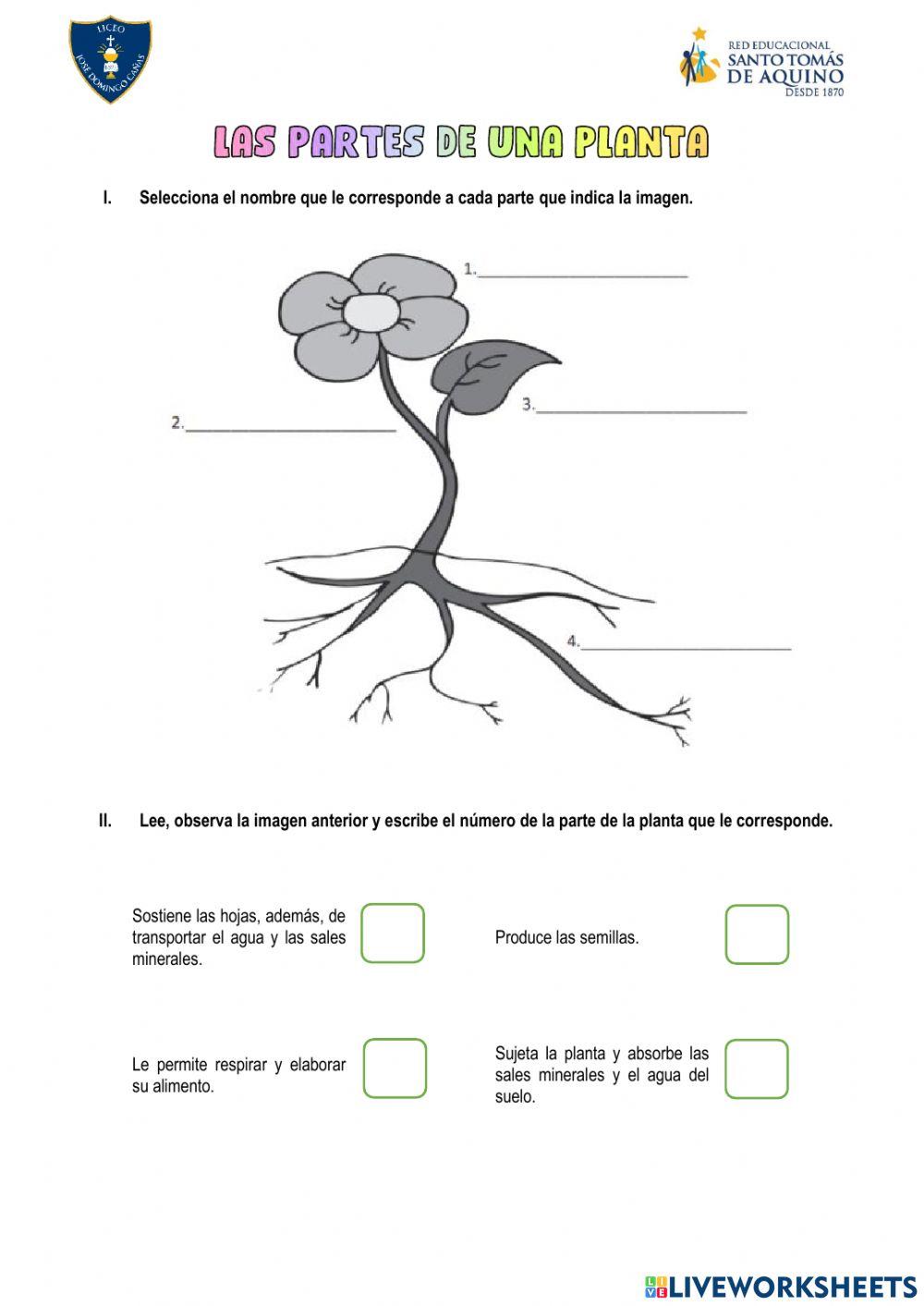 Las partes de una planta