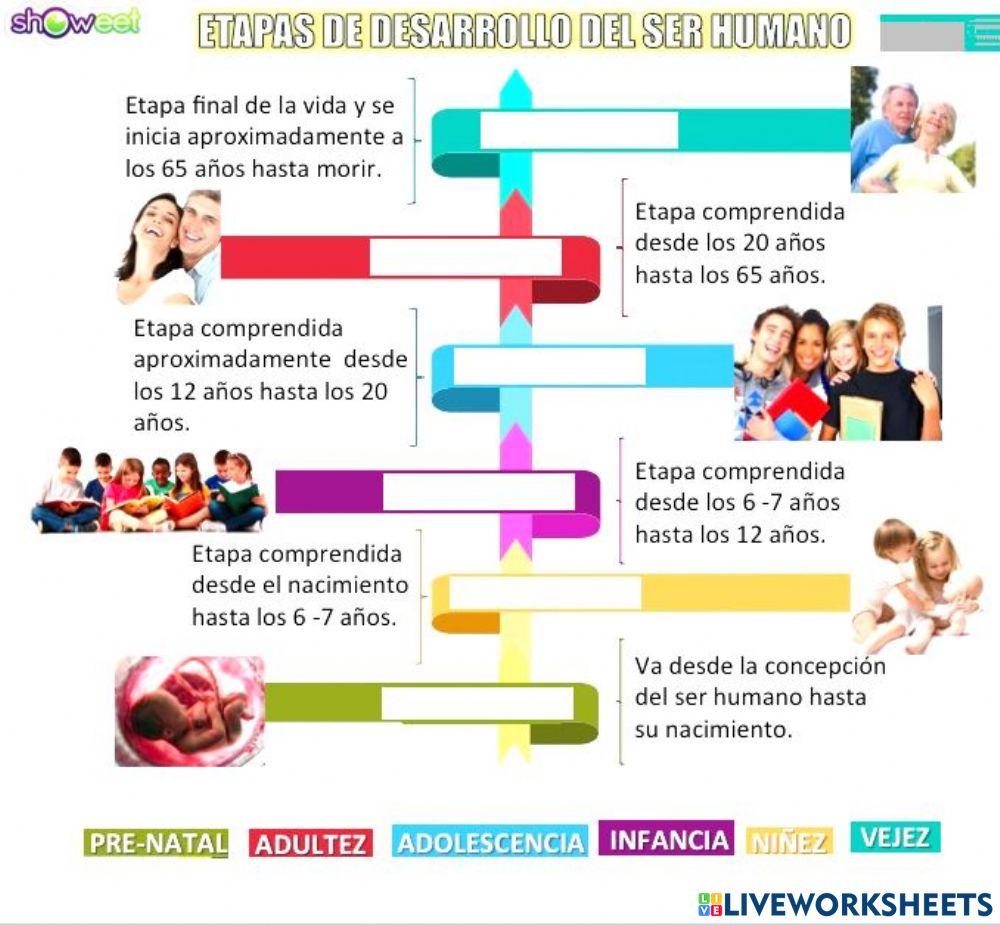 Etapas del desarrollo humano worksheet for SEGUNDO PRIMARIA | Live ...