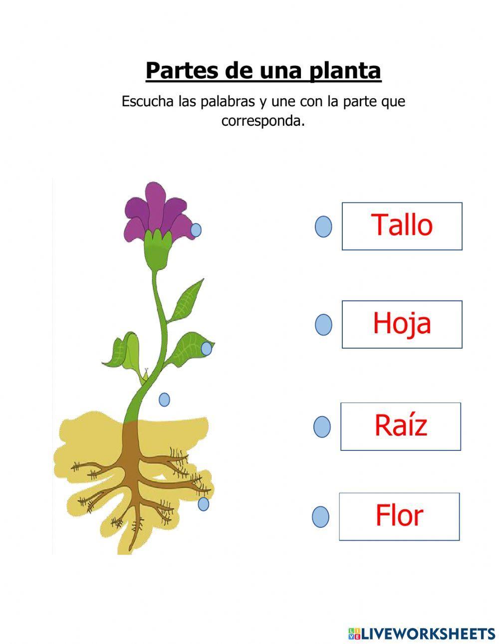 Partes de una planta