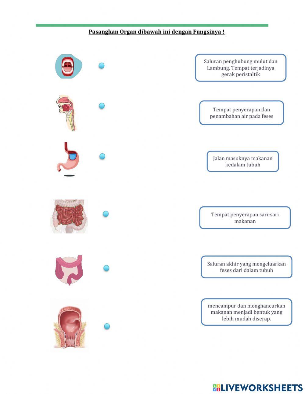 Lkpd sistem pencernaan