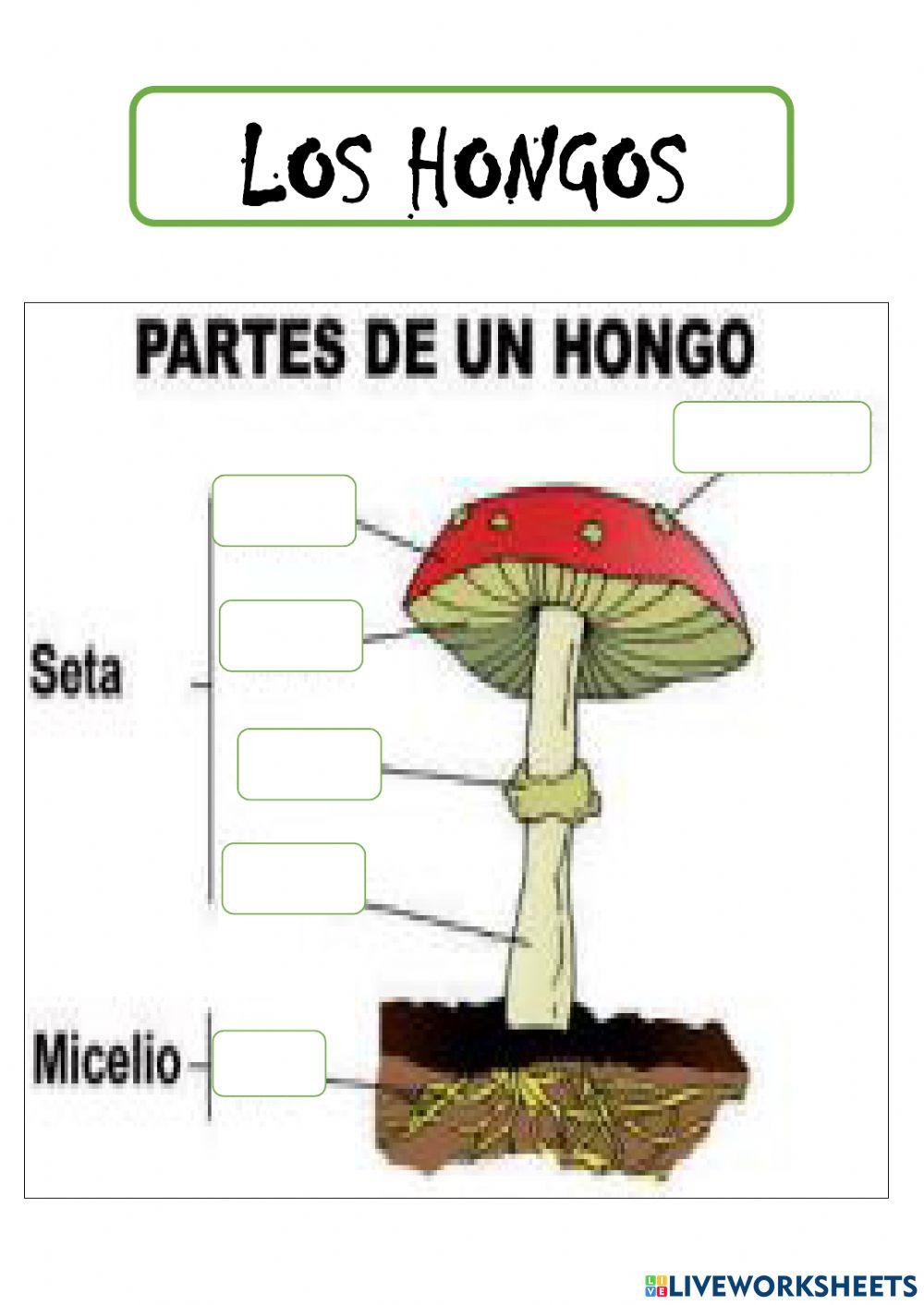 Los hongos
