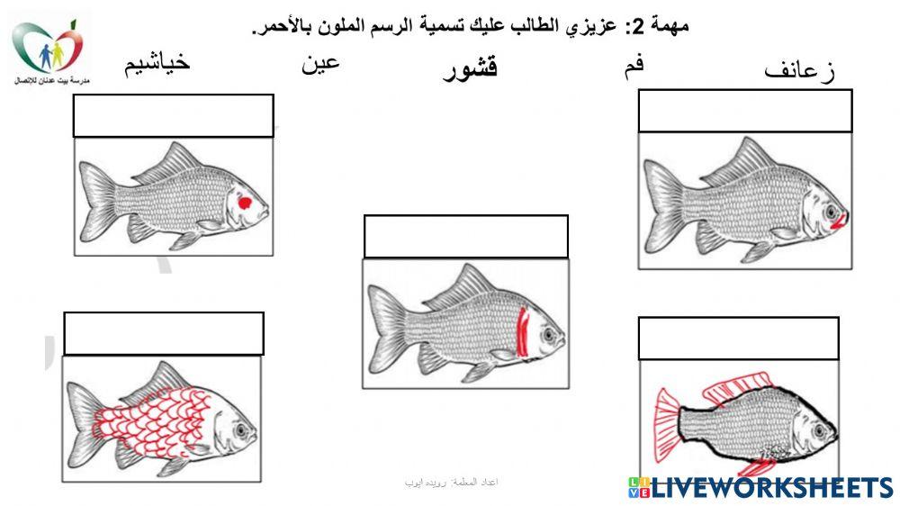 اقسام السمكة