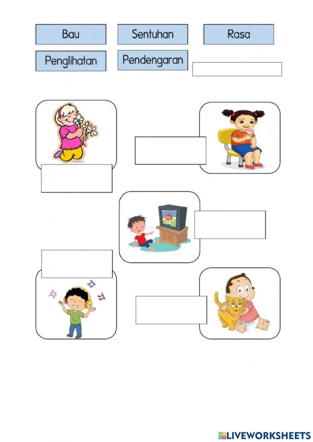 Organ sensori 14062021