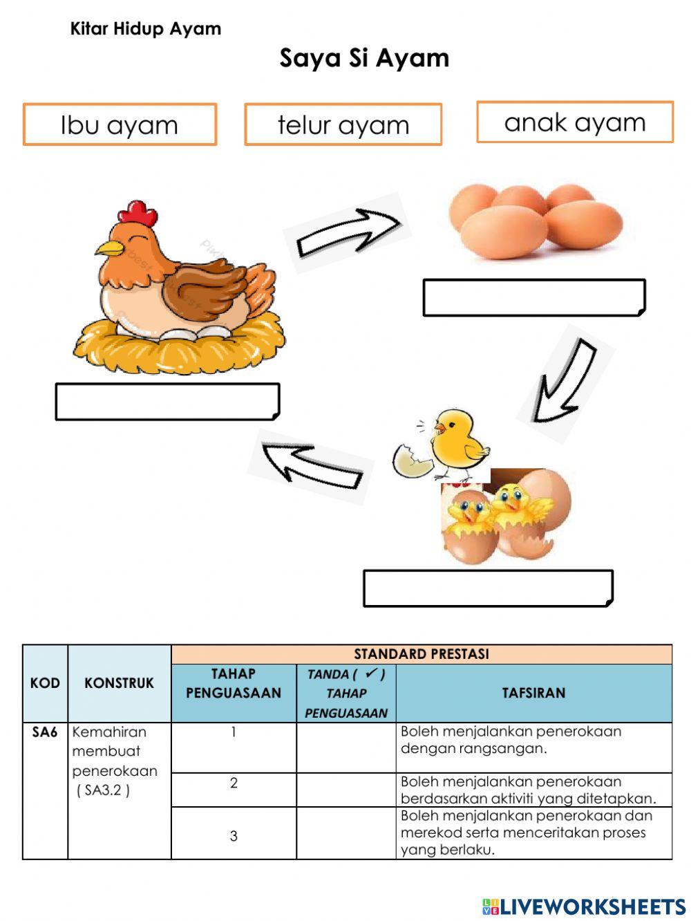 Bahagian Badan Burung & Kitar Hidup Ayam