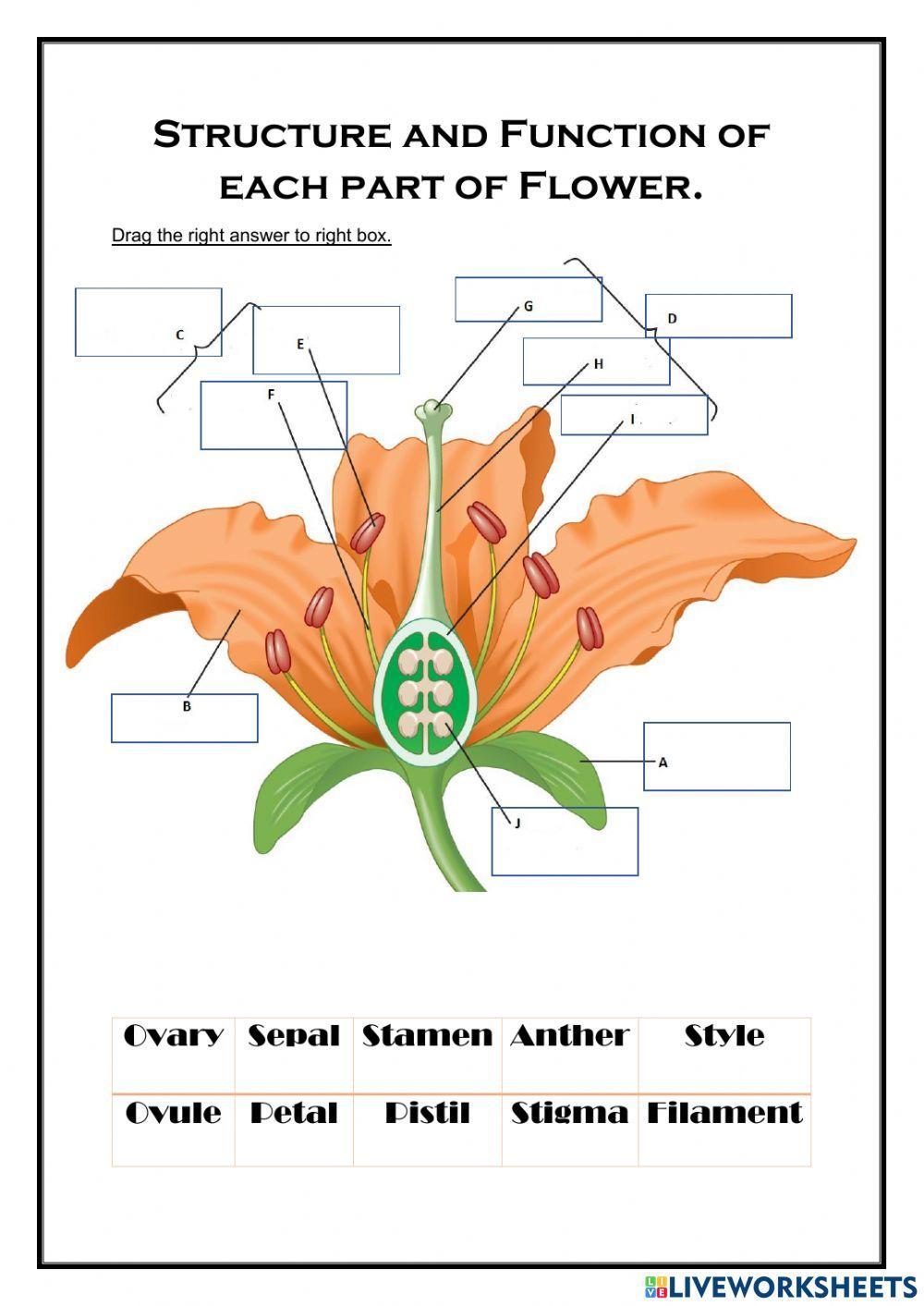 Structure Of Flower Worksheet Live