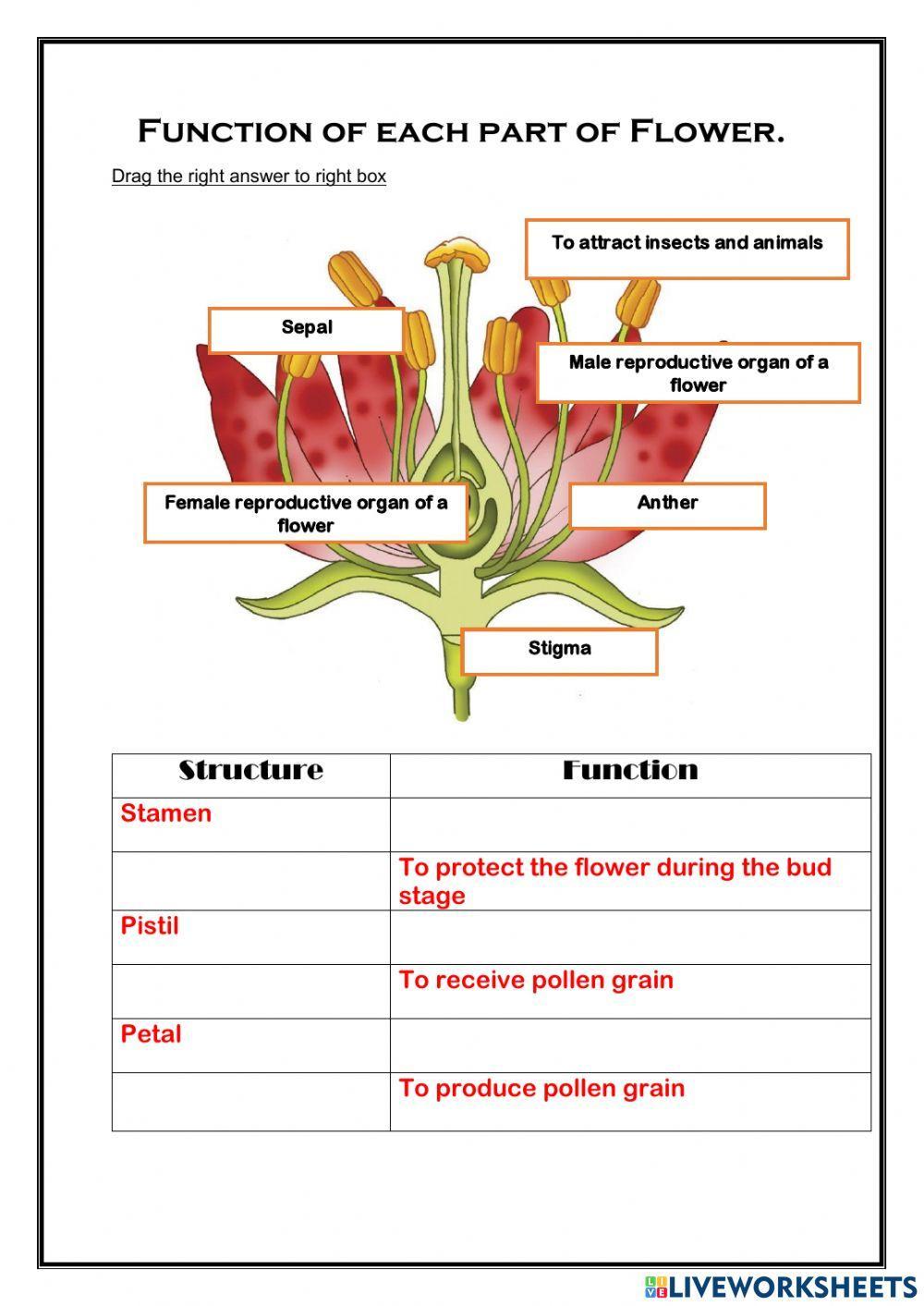 Function of Flower