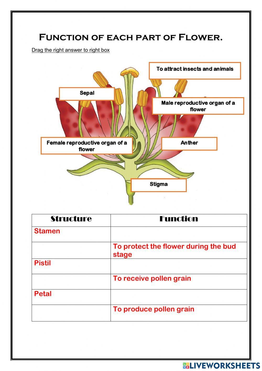 Function of Flower Function of Flower