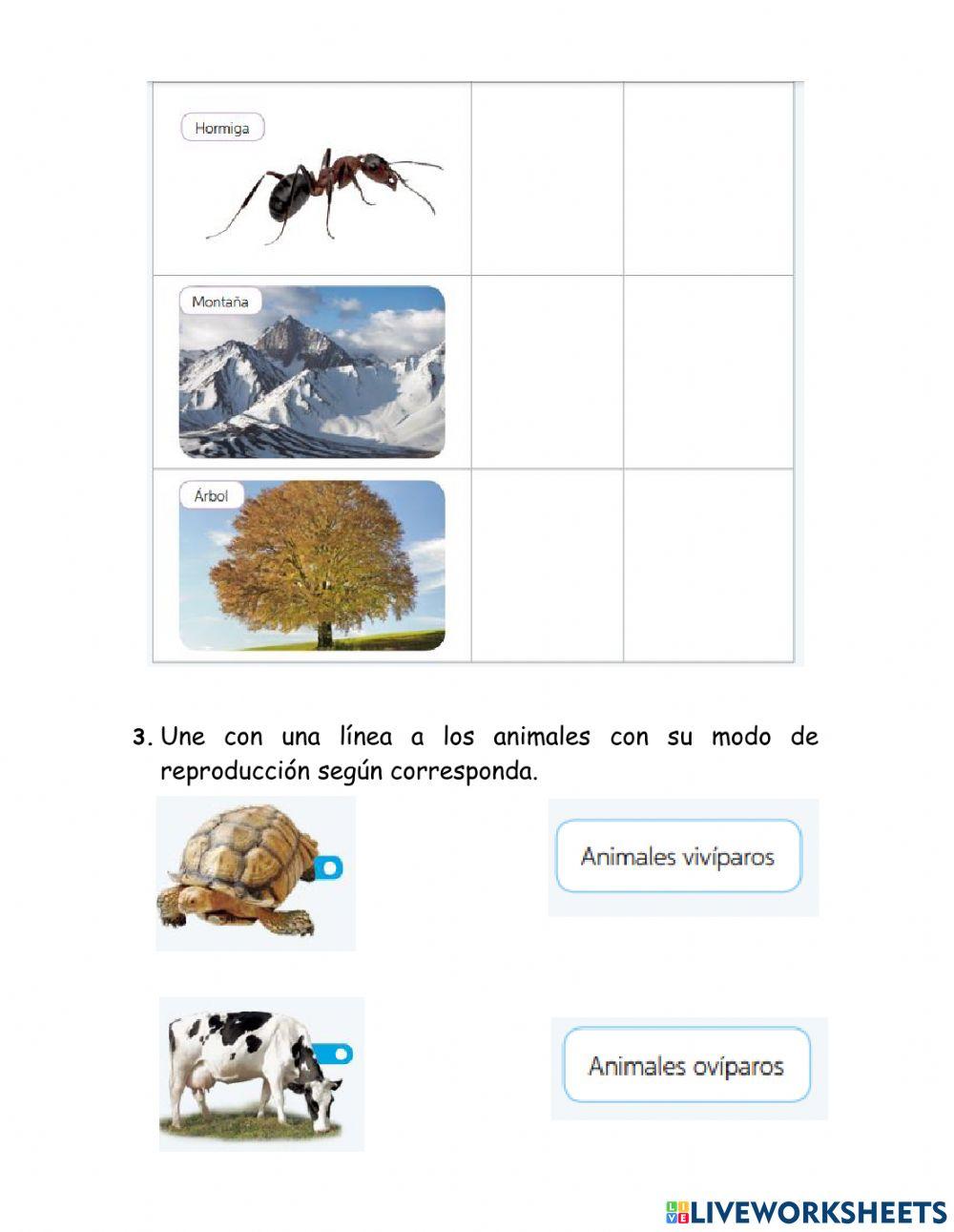 Ficha de aprendizaje Seres vivos y no vivos