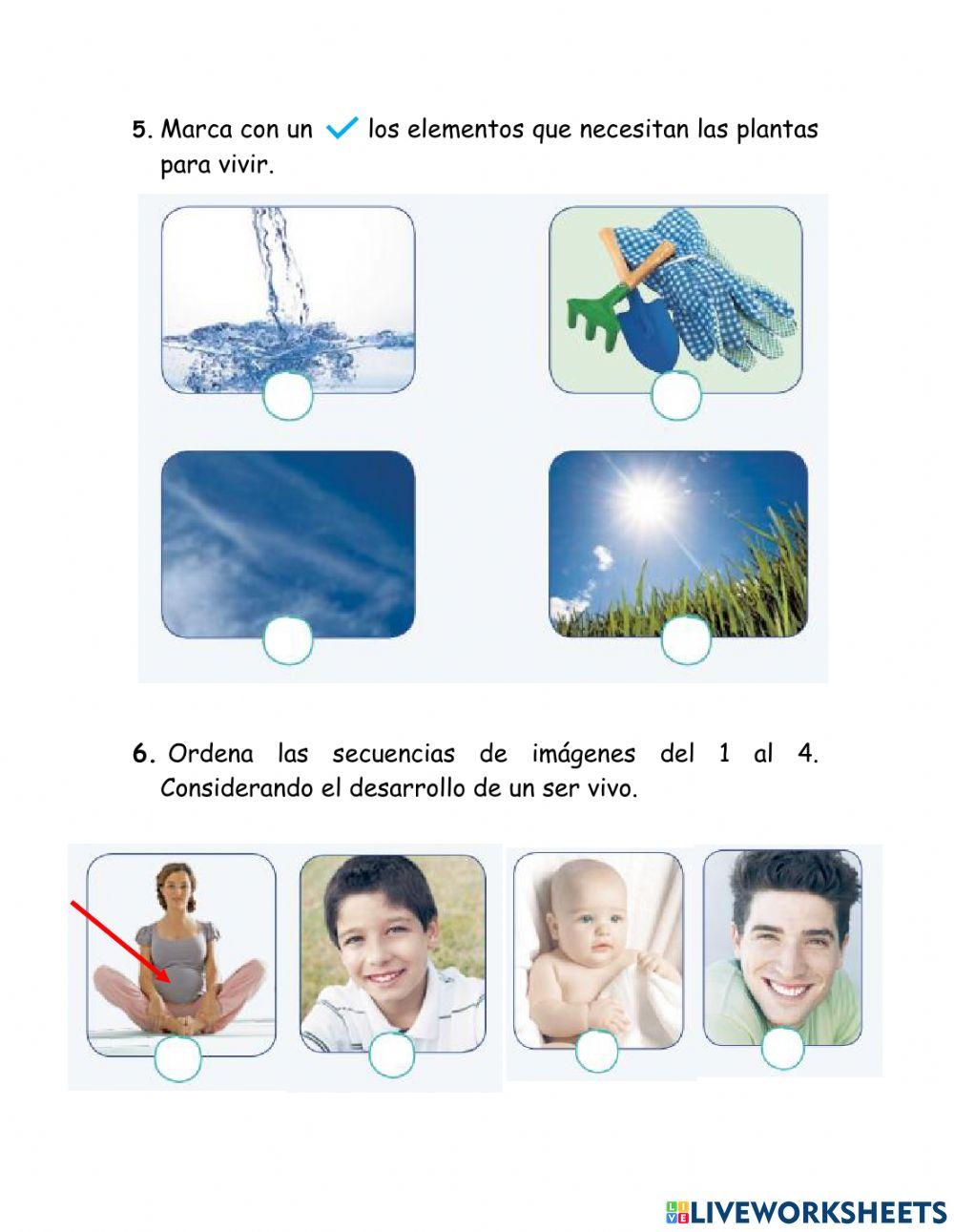 Ficha de aprendizaje Seres vivos y no vivos