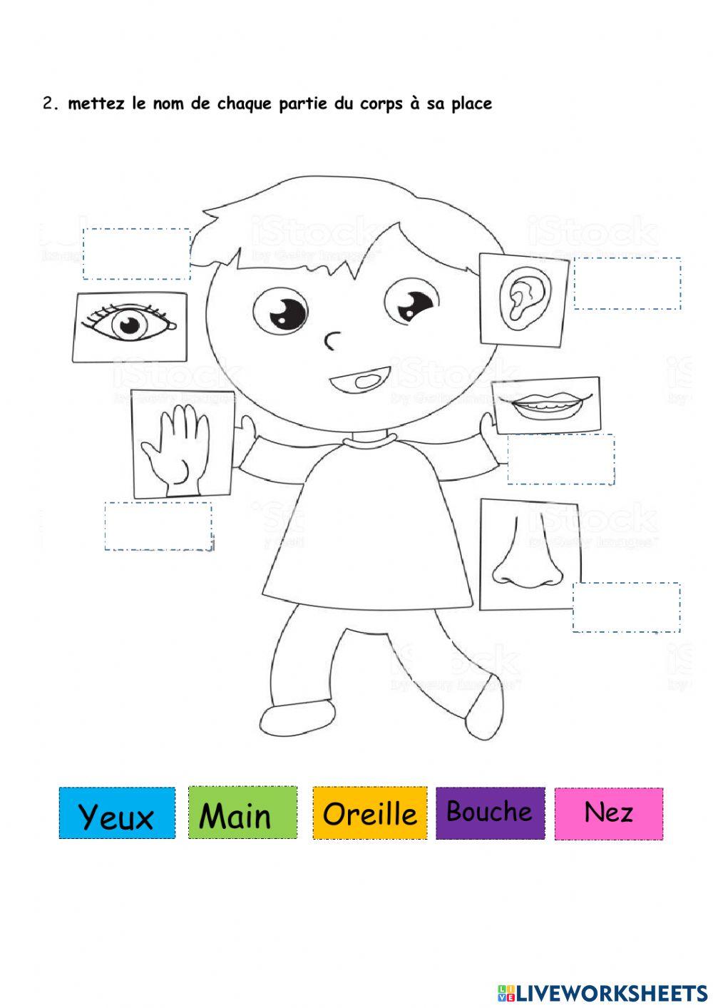 Les parties du corps bac