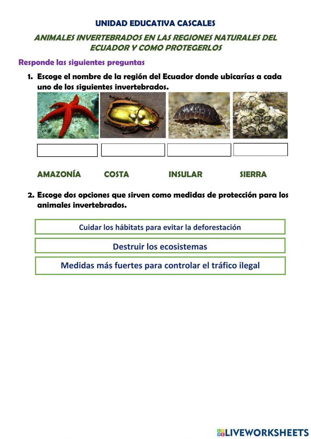 Animales invertebrados en las regiones del ecuador