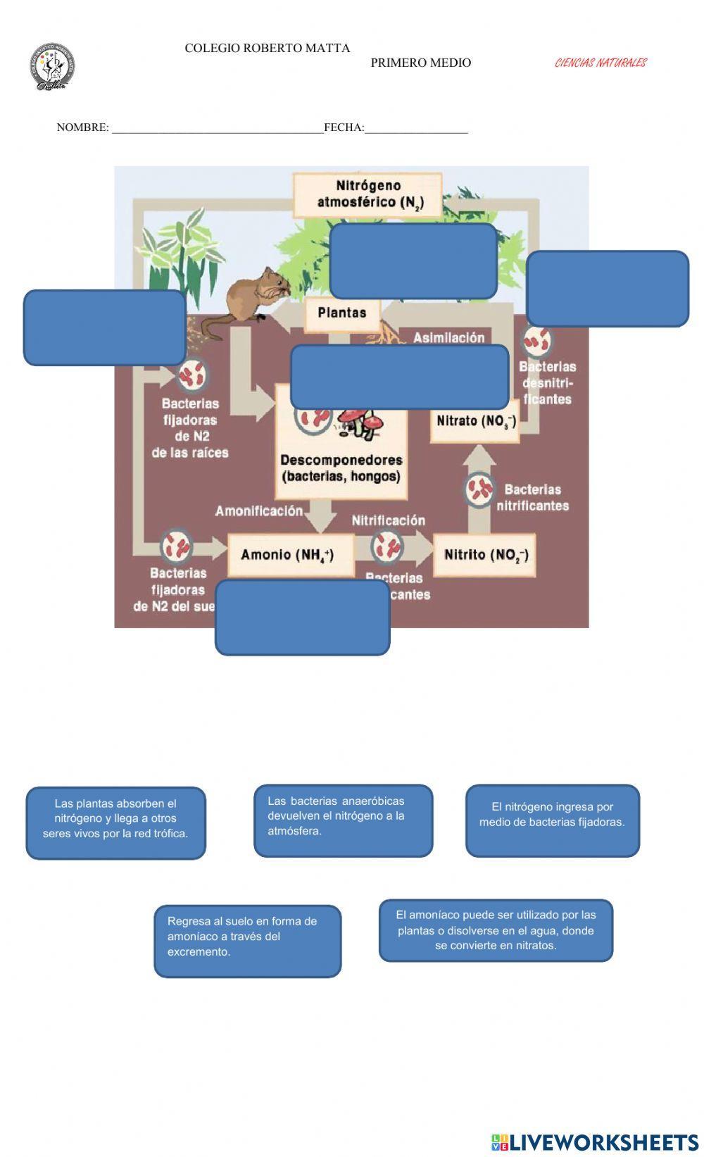 Ciclo del nitrógeno