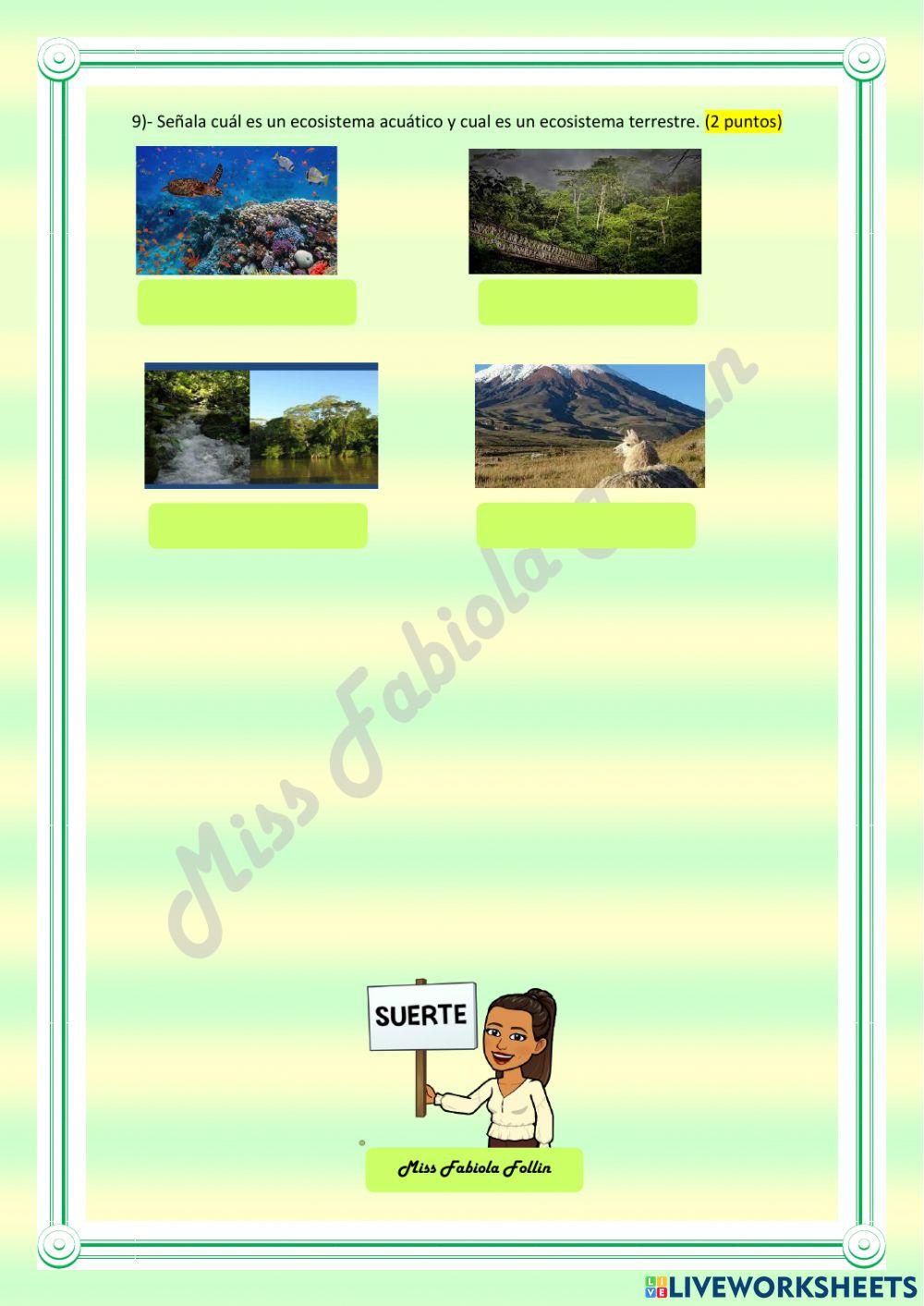 Plantas sin semillas