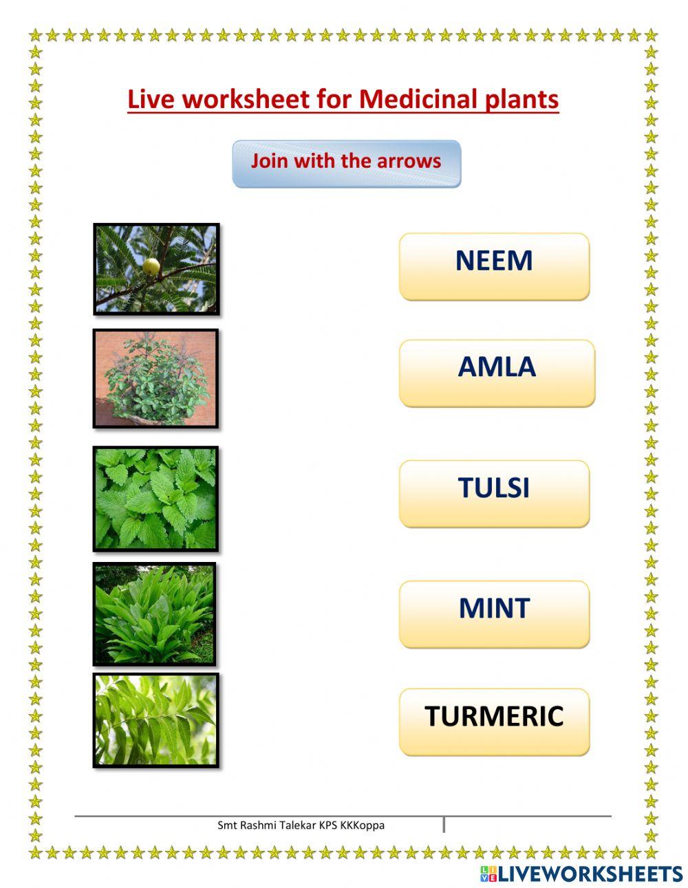 Medicinal plants activity Live Worksheets