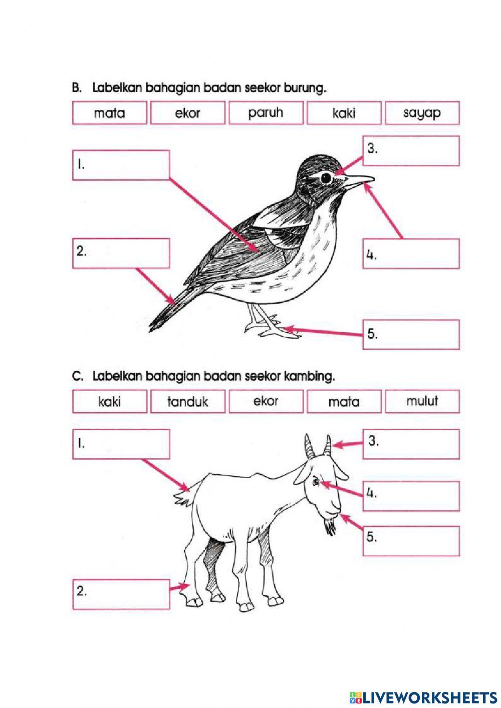 Haiwan (Sains Tahun 1)