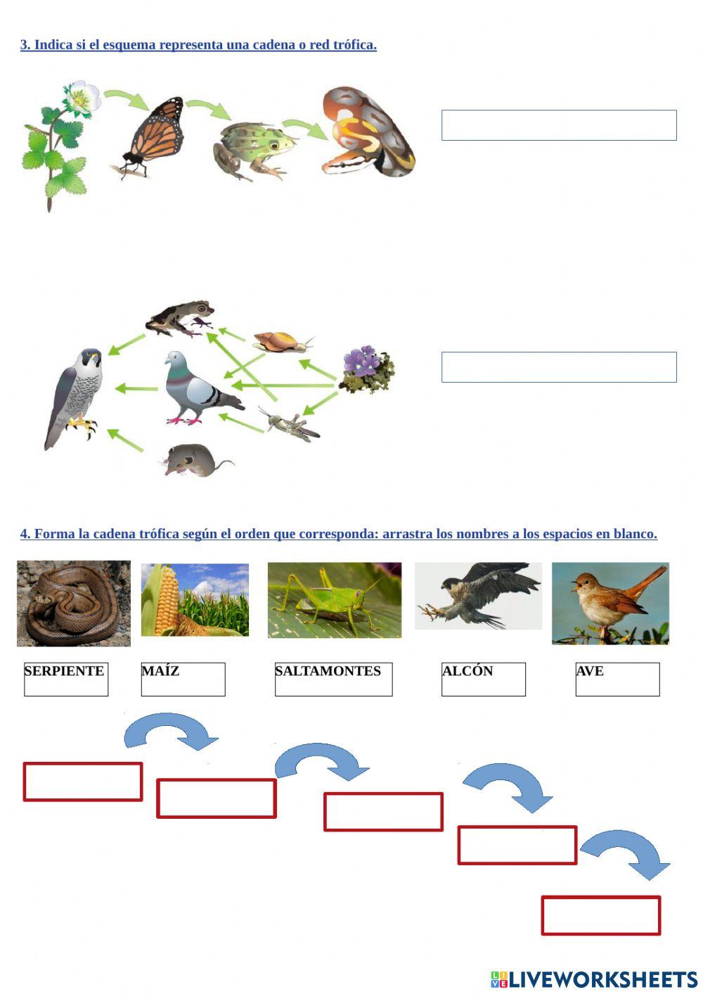Relaciones tróficas