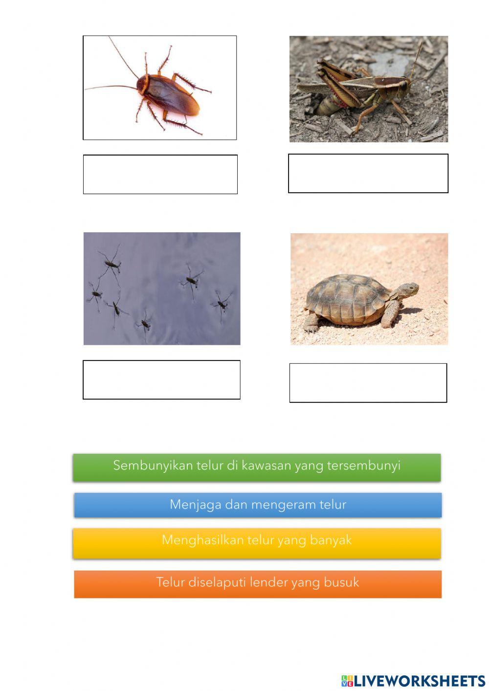 Menjaga telur atau anaknya