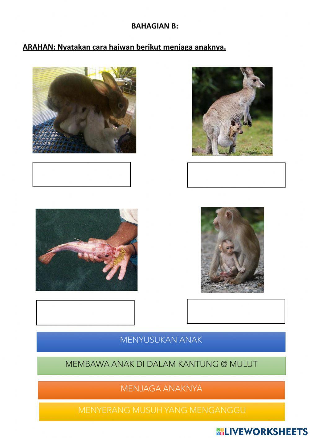 Menjaga telur atau anaknya