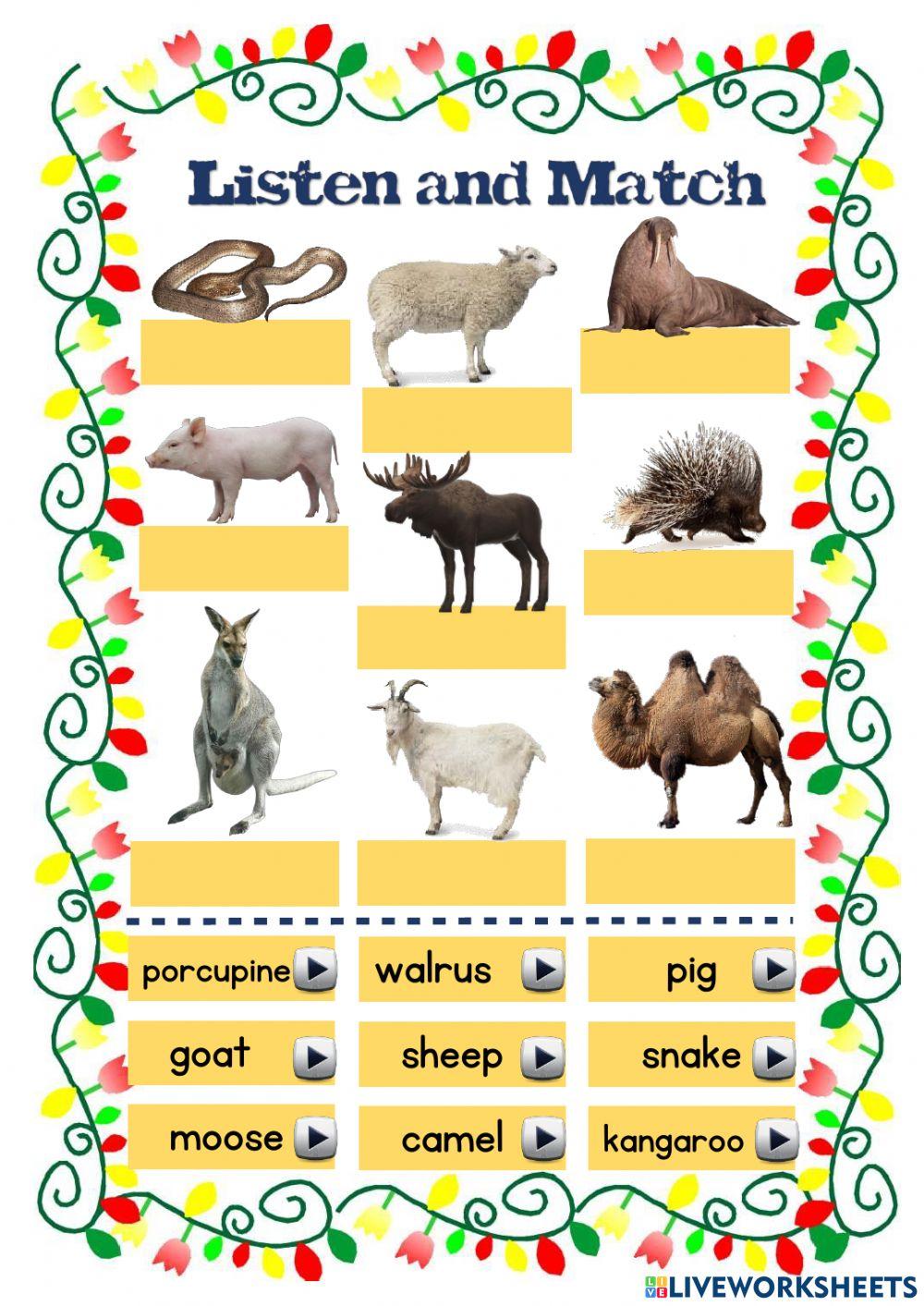 Animals should definitely not wear clothing worksheet Live Worksheets