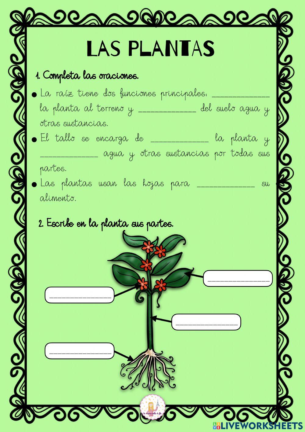 Las plantas Las plantas