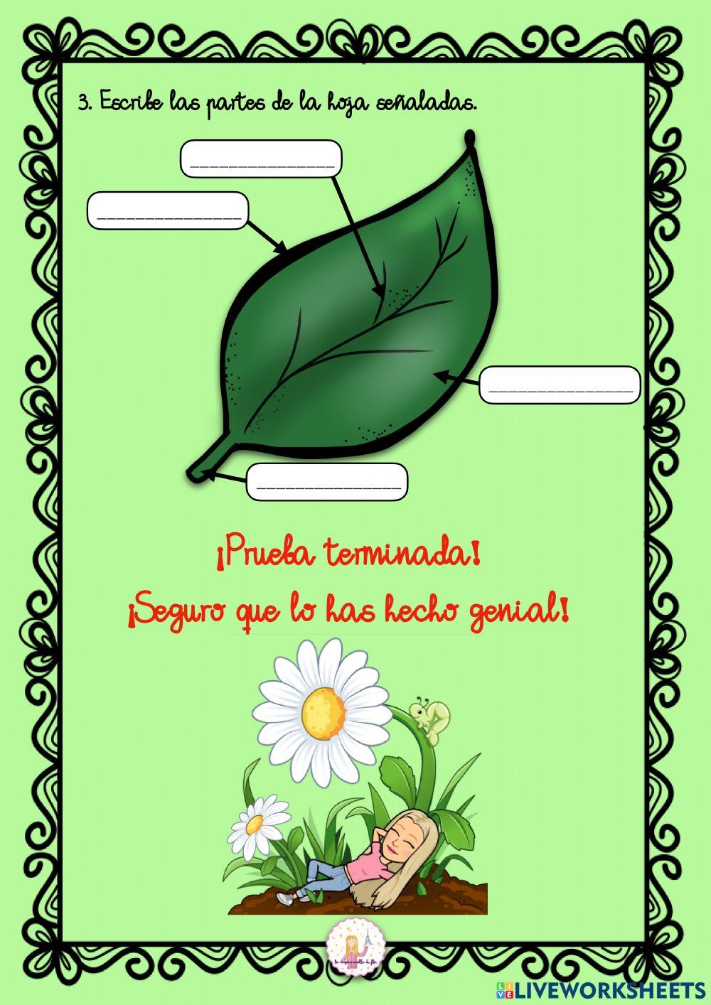 Las plantas