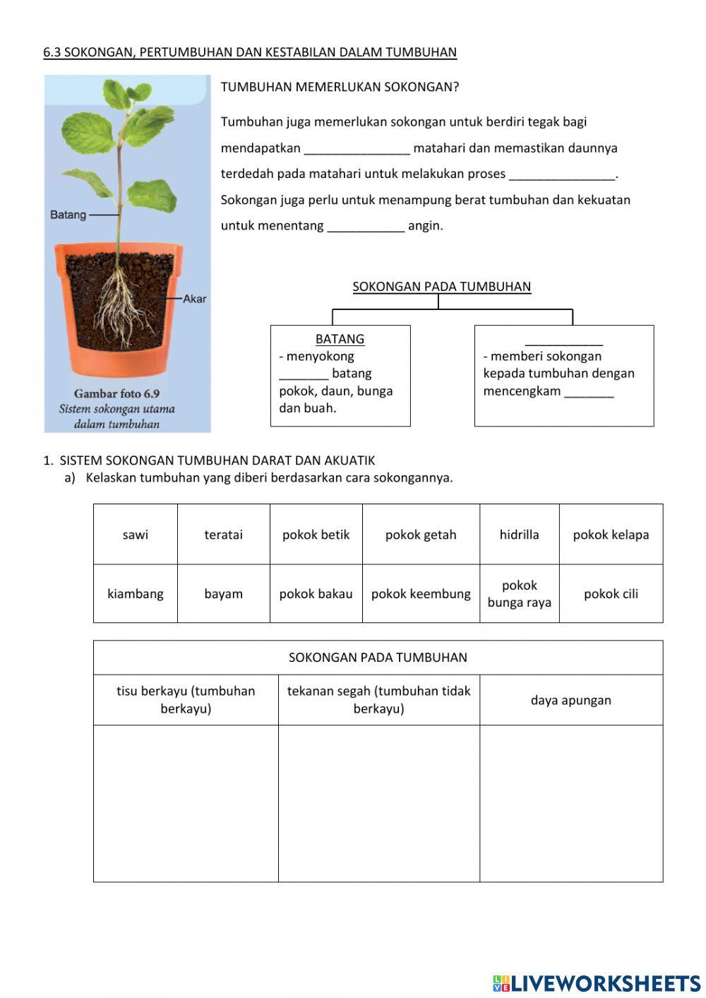 6.3 sokongan, pertumbuhan dan kestabilan dalam tumbuhan