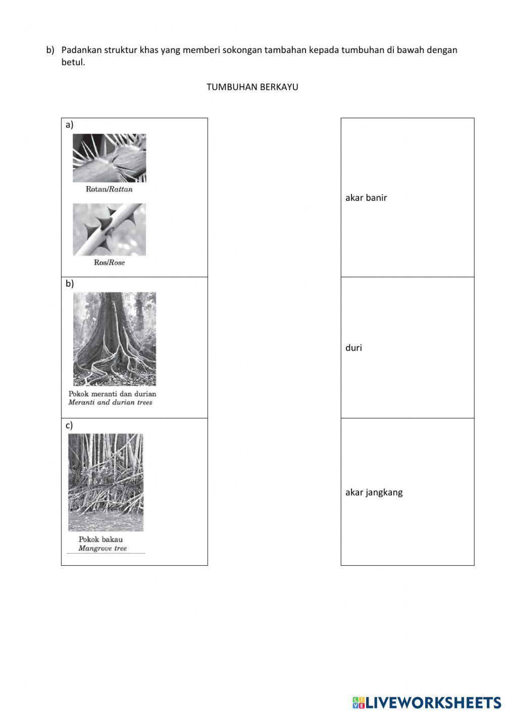 6.3 sokongan, pertumbuhan dan kestabilan dalam tumbuhan