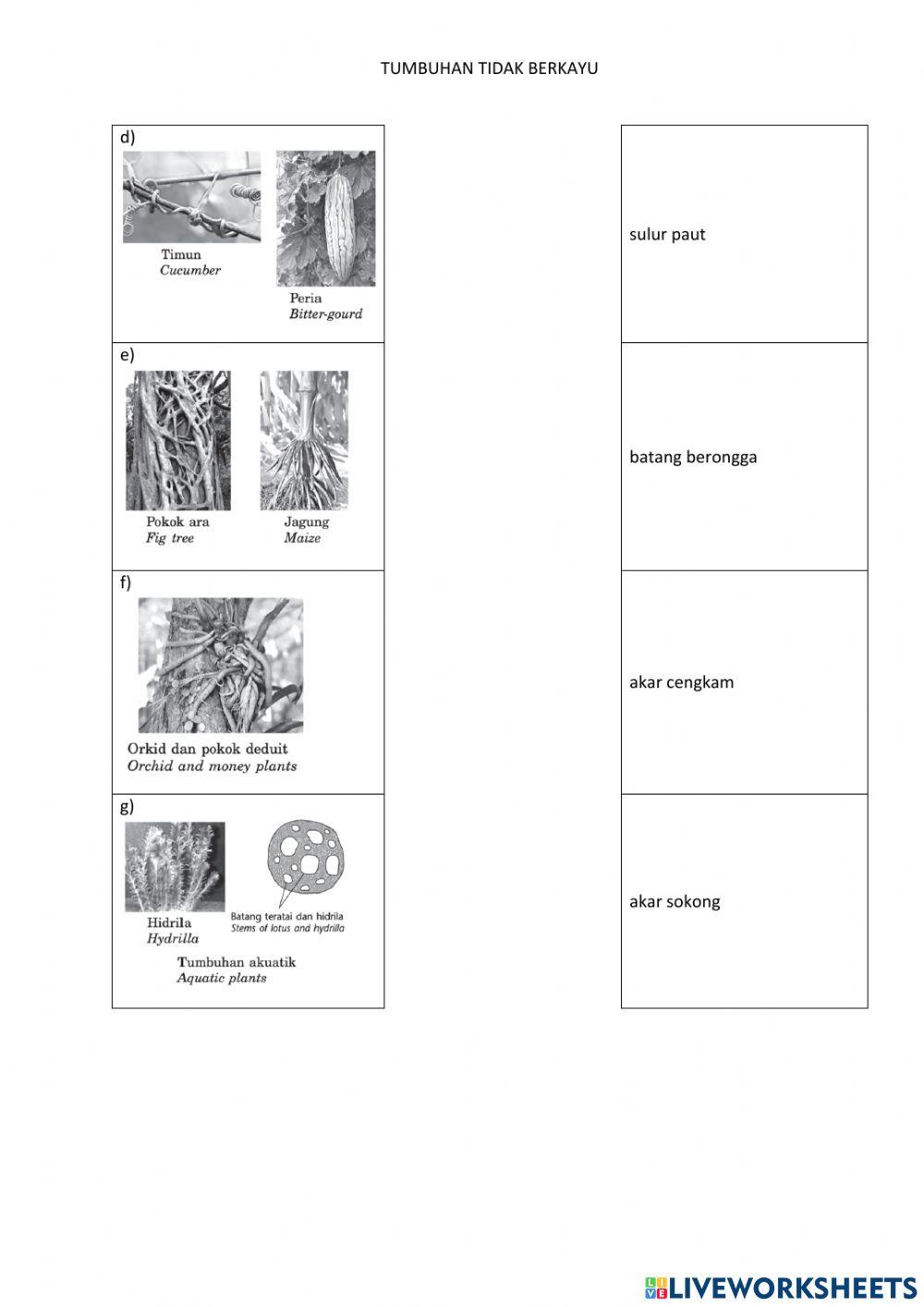 6.3 sokongan, pertumbuhan dan kestabilan dalam tumbuhan