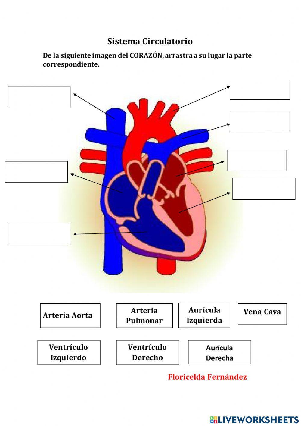 El Sistema Circulatorio. (Partes del Corazón)