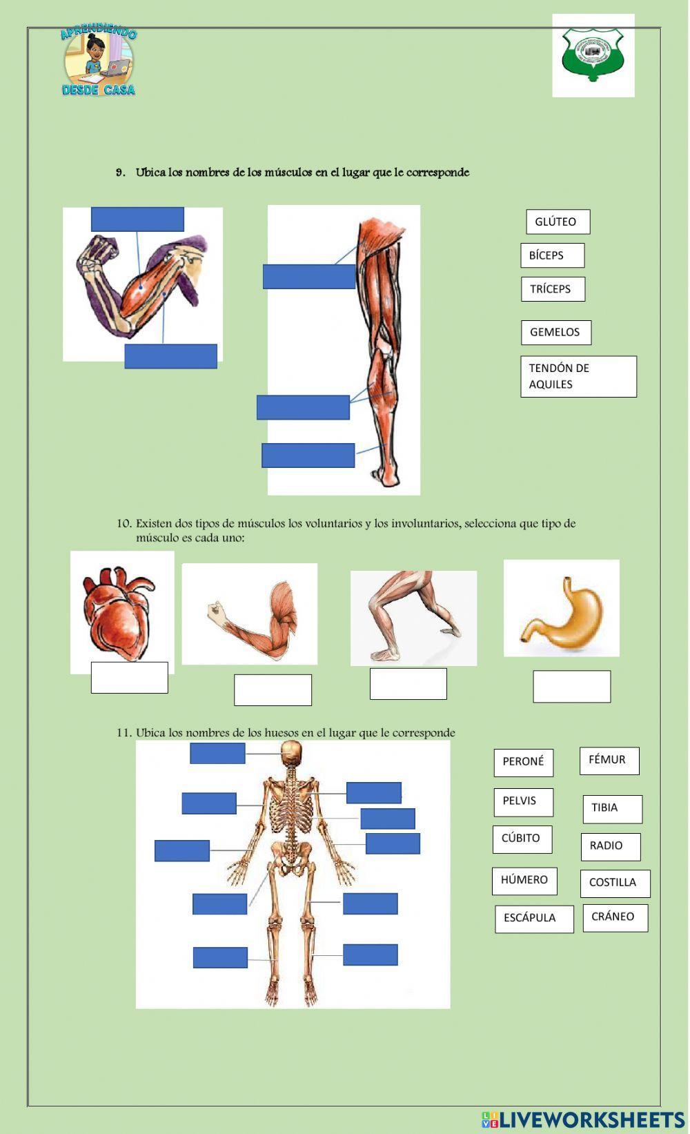 Evaluación sistema excretor y muscular