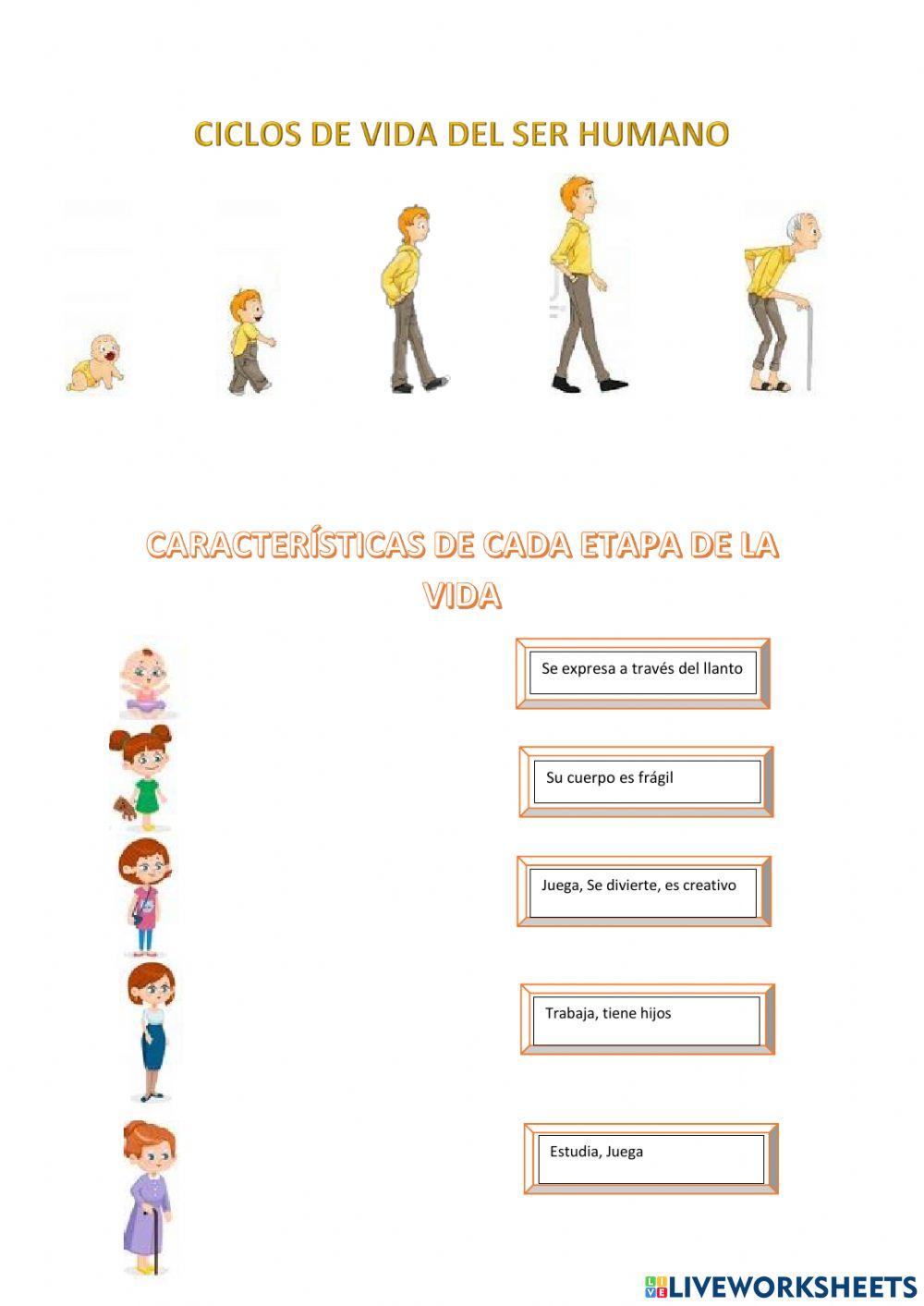 Ciclo de la vida Free Interactive Worksheets 1090246