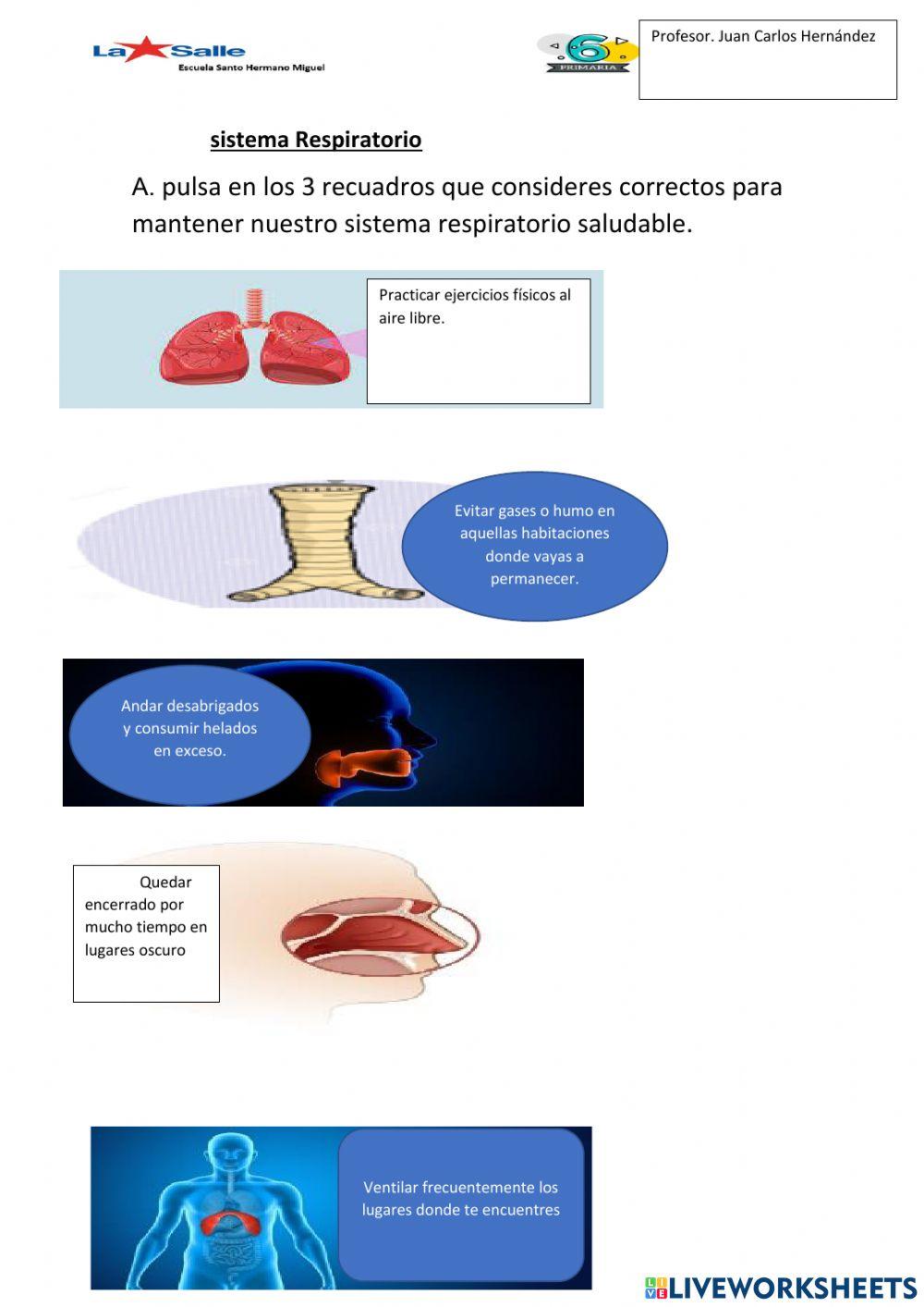 Sistema Respiratorio