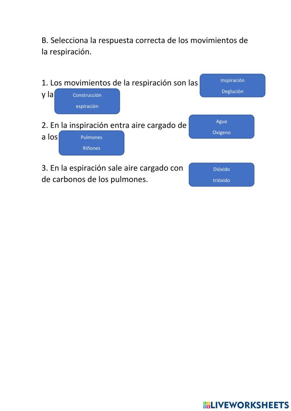 Sistema Respiratorio