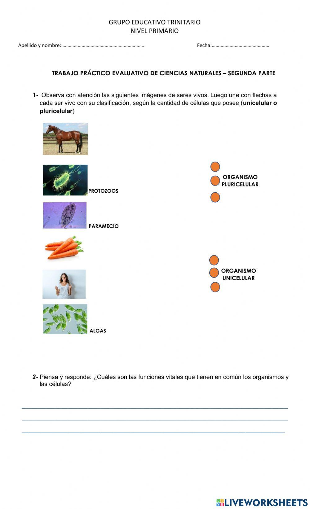 Trabajo Práctico Evaluativo